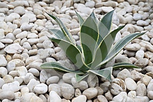 Variegated Agave, succulent plant with green leaves and yellow on the edge.