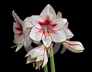 Variegated Amaryllis (Hippeastrum) isolated