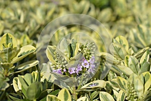 Variegated Andersons hebe