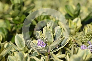 Variegated Andersons hebe