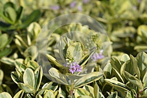 Variegated Andersons hebe