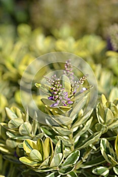 Variegated Andersons hebe