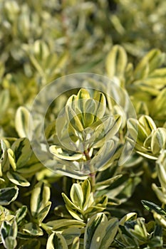 Variegated Andersons hebe