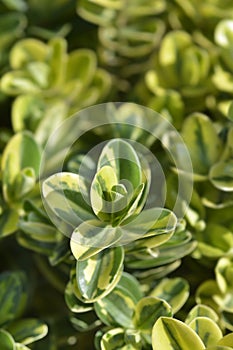 Variegated Andersons hebe