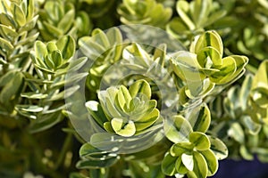 Variegated Andersons hebe