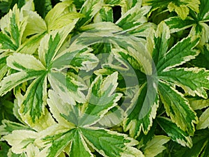 Variegated Astrantia Leaves