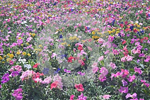 Variegated blossom flower bed under the summer sun closeup