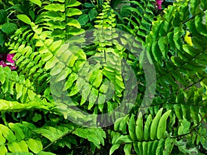 Variegated Boston tiger fern plant closeup