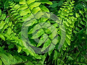 Variegated Boston tiger fern plant leaves closeup