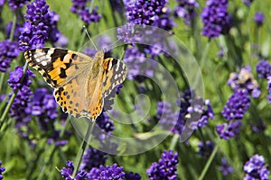 Variegated bright butterfly sitting on lavender