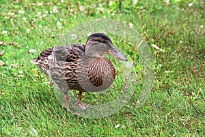 Variegated brown duck in green grass on a meadow on a sunny summer day. Close-up