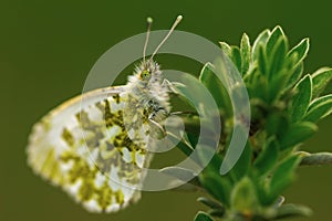 Variegated butterfly Anthocharis cardamines sits on a green plant in the forest