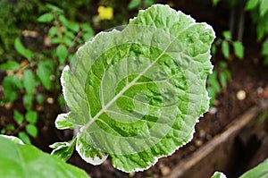 Variegated cabbage leaf details photo