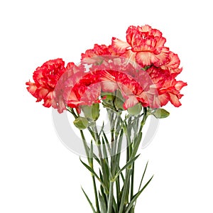 Variegated carnation