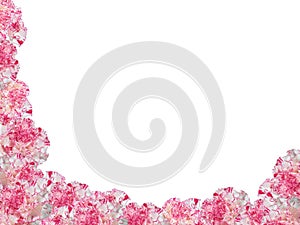 Variegated Carnations Frame photo