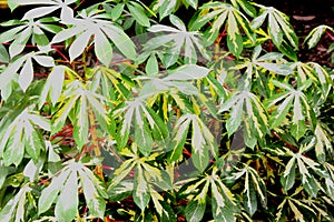 Variegated cassava, variegated tapioca, Manihot esculenta variegata