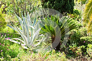 Variegated Century Plant and sago palm in a mediterranean garden