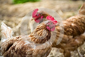 variegated chicken in the foreground and shallow depth of field in the back