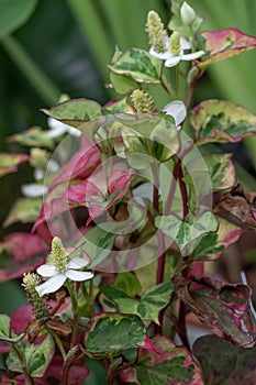 Variegated Chinese lizard tail Houttuynia cordata Chameleon, white flowers