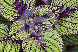 Variegated Coleus Leaves