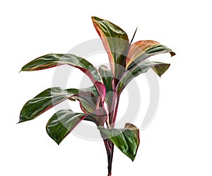 Variegated cordyline fruticosa, Ti plant leaves, Colorful foliage, Exotic tropical leaf, isolated on white background with clippin