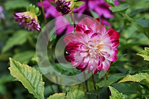 Variegated Dahlia flower