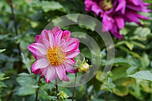 Variegated Dahlia flower