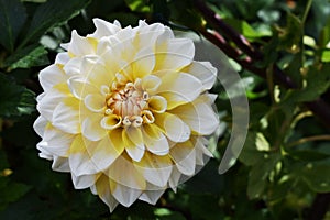 Variegated Dahlia flower