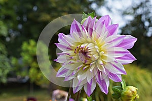 Variegated Dahlia flower