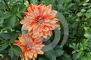 Variegated Dahlia flower