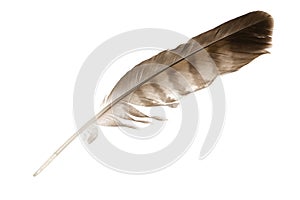 Variegated eagle feather photo