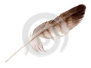 Variegated eagle feather isolated on white photo