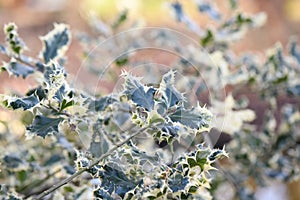 Variegated English holly, Ilex aquifolium Ferox Argentea, leaves