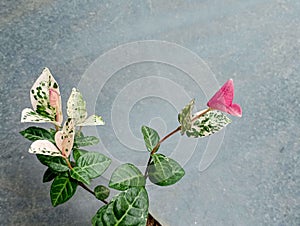 Variegated evergreen climber, green leaves patterned white and pink