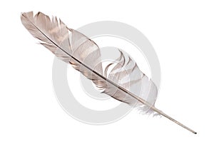 Variegated falcon feather isolated on white