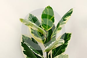 Variegated ficus elastica