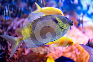 Variegated fishes swimming in in aquarium with corals in Aquazoo Dusseldorf