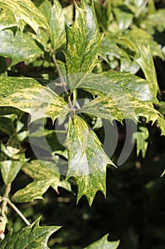 Variegated Foliage False Holly: Osmanthus heterophylla