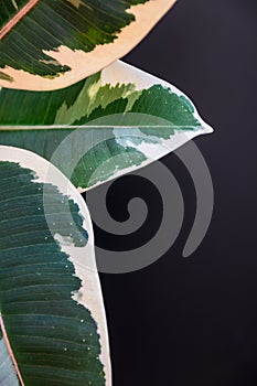 Variegated foliage of ficus elastica `tineke houseplant on dark background.