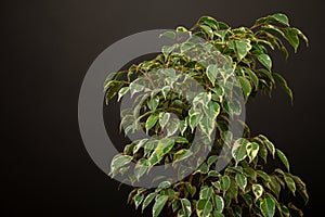 Variegated foliage of a Weeping Fig. Ficus benjamina