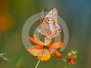 Variegated Fritillary