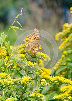 A Variegated Fritillary Brushfoot butterfly, Euptoieta claudia, rests on a Goldenrod