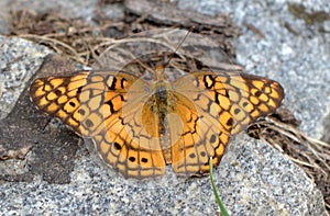 Variegated Fritillary Butterfly