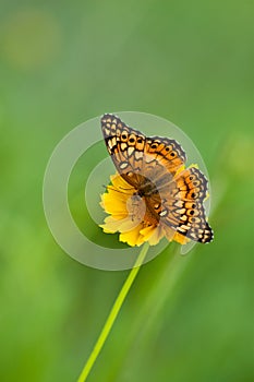 Variegated Fritillary butterfly