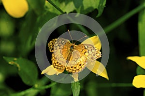 Variegated Fritillary Butterfly   52026