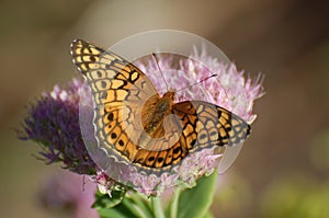 Variegated Fritillary Butterfly, Euptoieta claudia