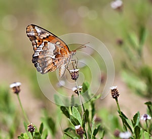 Variegated Fritillary butterfly (Euptoieta claudia) photo