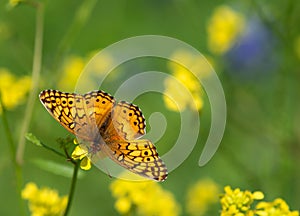 Variegated Fritillary butterfly feeding on yellow spring flowers