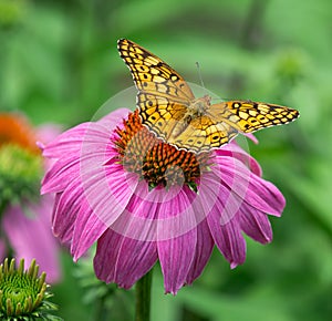 Variegated Fritillary butterfly on purple coneflower