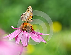 Variegated Fritillary butterfly on purple coneflower photo